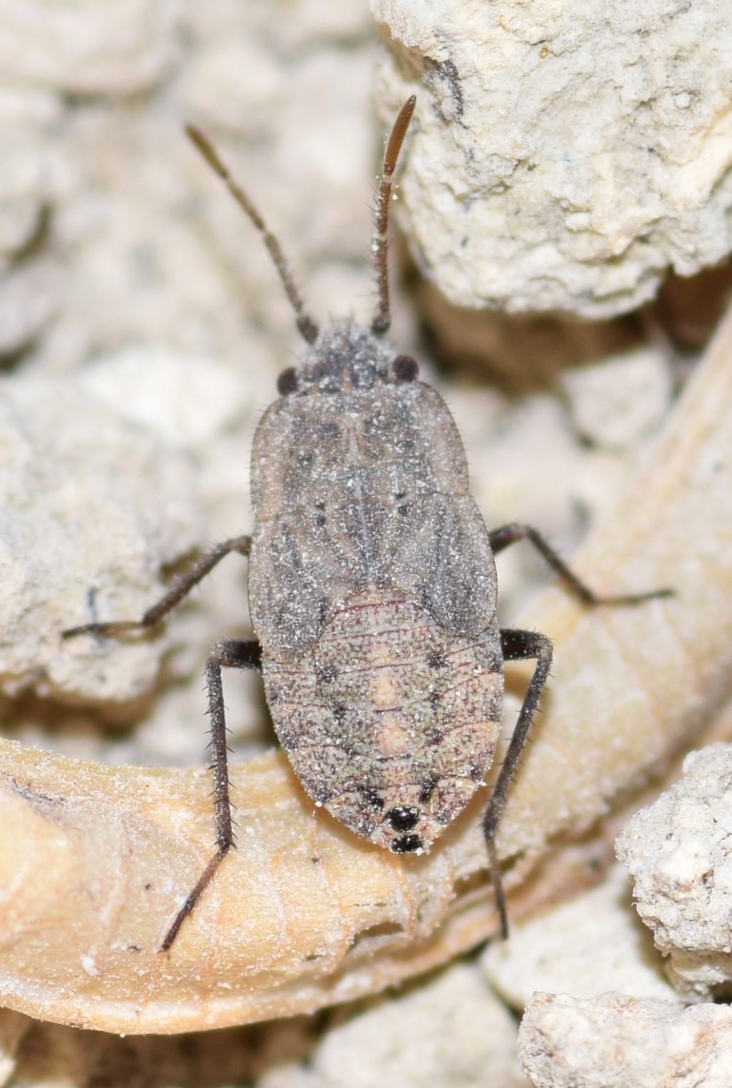 Lygaeidae: Emblethis ciliatus Horvath, 1875